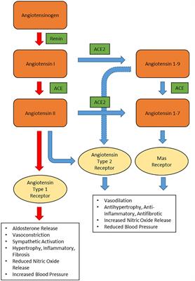 COVID-19 and Hypertension: The What, the Why, and the How